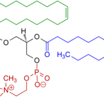 1-Oleoyl-2-almitoyl-phosphatidylcholine_Structural_Formulae_V.1
